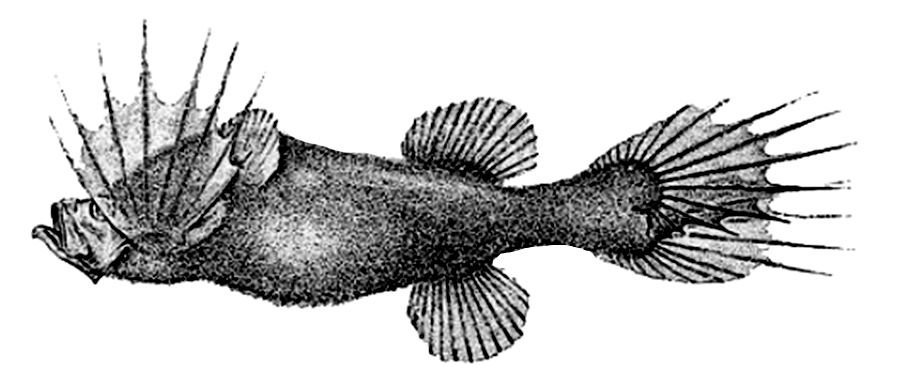 Mirapinna esau_01.jpg